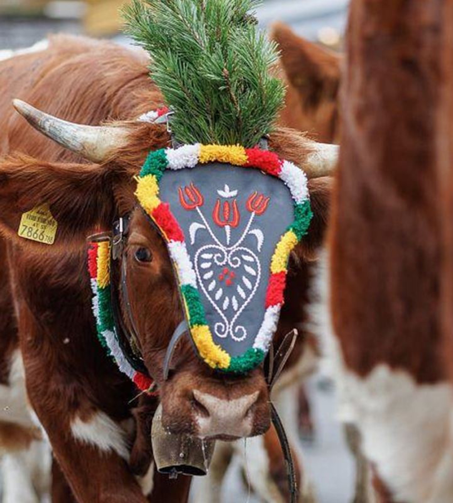 Geschmückte Kuh beim Bauernherbst und Almabtrieb in Filzmoos